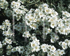 Picture of Tanacetum argenteum 'Weston'