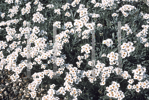 Picture of Achillea clavennae 