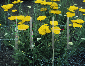 Picture of Achillea filipendulina 'Altgold'