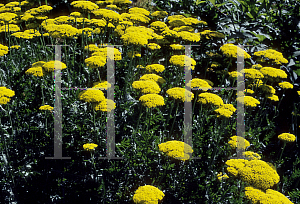 Picture of Achillea filipendulina 'Golden Plate'