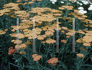 Picture of Achillea millefolium 'Fireland'