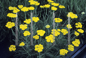 Picture of Achillea  'Coronation Gold'