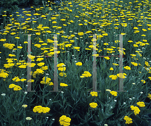 Picture of Achillea  'Coronation Gold'