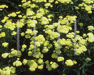 Picture of Achillea  'Flowers of Sulphur'