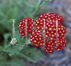 Picture of Achillea millefolium 'Fanal'