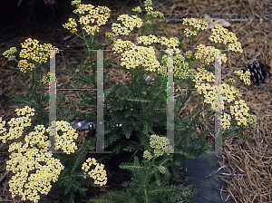 Picture of Achillea millefolium 'Hoffnung'