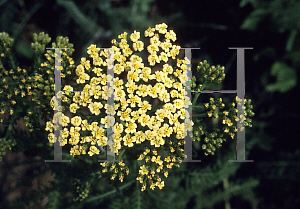 Picture of Achillea millefolium 'Hoffnung'