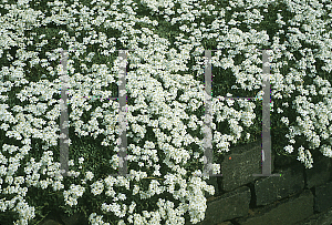 Picture of Achillea huteri 