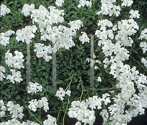 Picture of Achillea huteri 