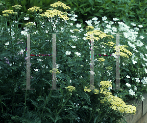 Picture of Achillea millefolium 'Martina'