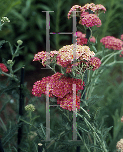 Picture of Achillea millefolium 'Colorado'