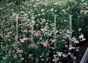 Picture of Achillea millefolium 