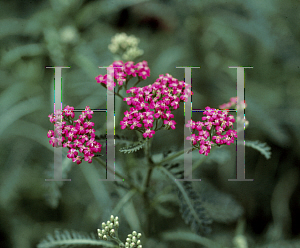 Picture of Achillea millefolium 'Cerise Queen'