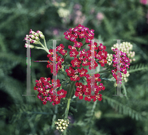 Picture of Achillea millefolium 'Kelwayi'