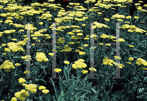 Picture of Achillea millefolium 'Moonshine'