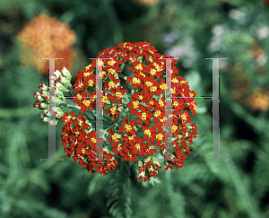 Picture of Achillea millefolium 'Paprika'