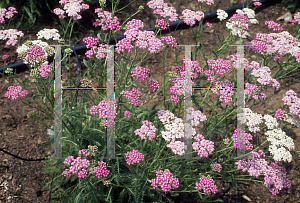 Picture of Achillea millefolium 'Rose Beauty'