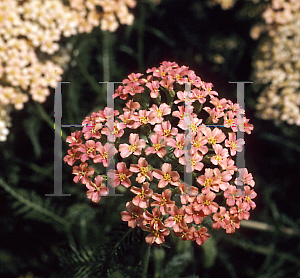 Picture of Achillea millefolium 'Salmon Beauty'