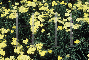 Picture of Achillea  'Taygetea'