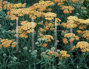 Picture of Achillea millefolium 'Terra Cotta'