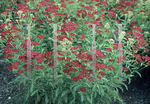 Picture of Achillea millefolium 'Summerwine'