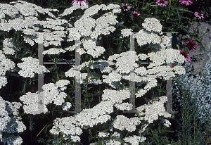 Picture of Achillea millefolium 'White Beauty'