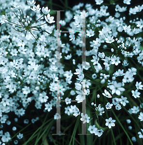 Picture of Achillea vermicularis 