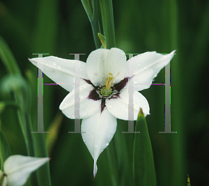 Picture of Gladiolus callianthus 