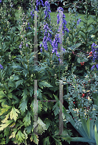 Picture of Aconitum carmichaelii 'Arendsii'