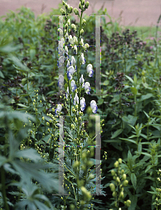 Picture of Aconitum ackermanii 