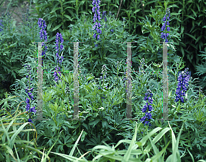 Picture of Aconitum x cammarum 'Bicolor'