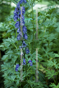 Picture of Aconitum carmichaelii 