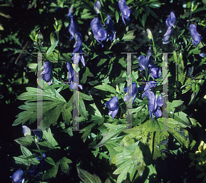 Picture of Aconitum japonicum 