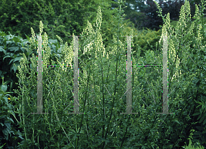 Picture of Aconitum lycoctonum ssp. neapolitanum 