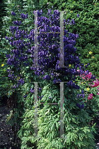 Picture of Aconitum napellus 