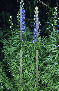 Picture of Aconitum napellus 