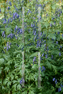 Picture of Aconitum napellus 