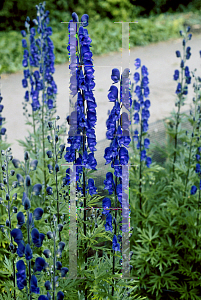 Picture of Aconitum napellus 