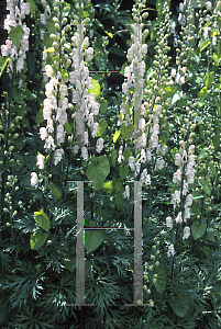 Picture of Aconitum napellus 'Carneum'