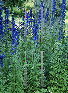 Picture of Aconitum x cammarum 'Newry Blue'