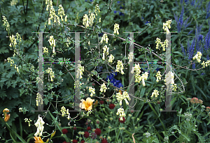 Picture of Aconitum orientale 