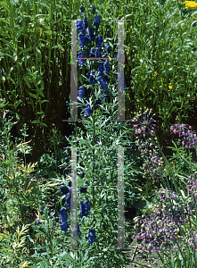 Picture of Aconitum paniculatum 'Nanum'