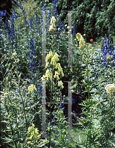 Picture of Aconitum lycoctonum ssp. neapolitanum 