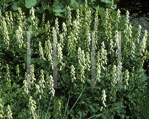 Picture of Aconitum lycoctonum ssp. lycoctonum 'Ivorine'