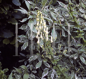 Picture of Aconitum lycoctonum ssp. vulparia 