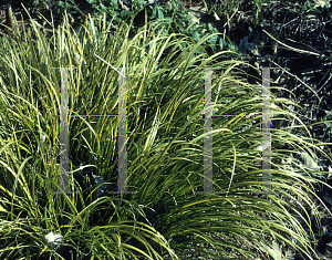 Picture of Acorus gramineus 'Variegatus'