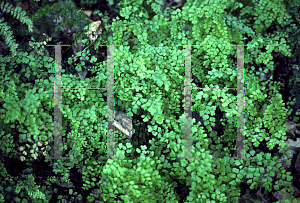 Picture of Adiantum capillus-veneris 