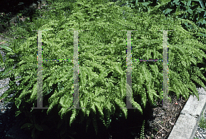 Picture of Adiantum pedatum 