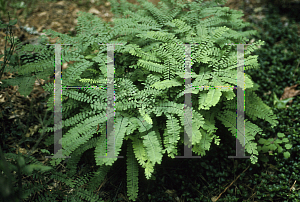 Picture of Adiantum pedatum 