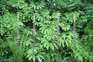 Picture of Adiantum pedatum 